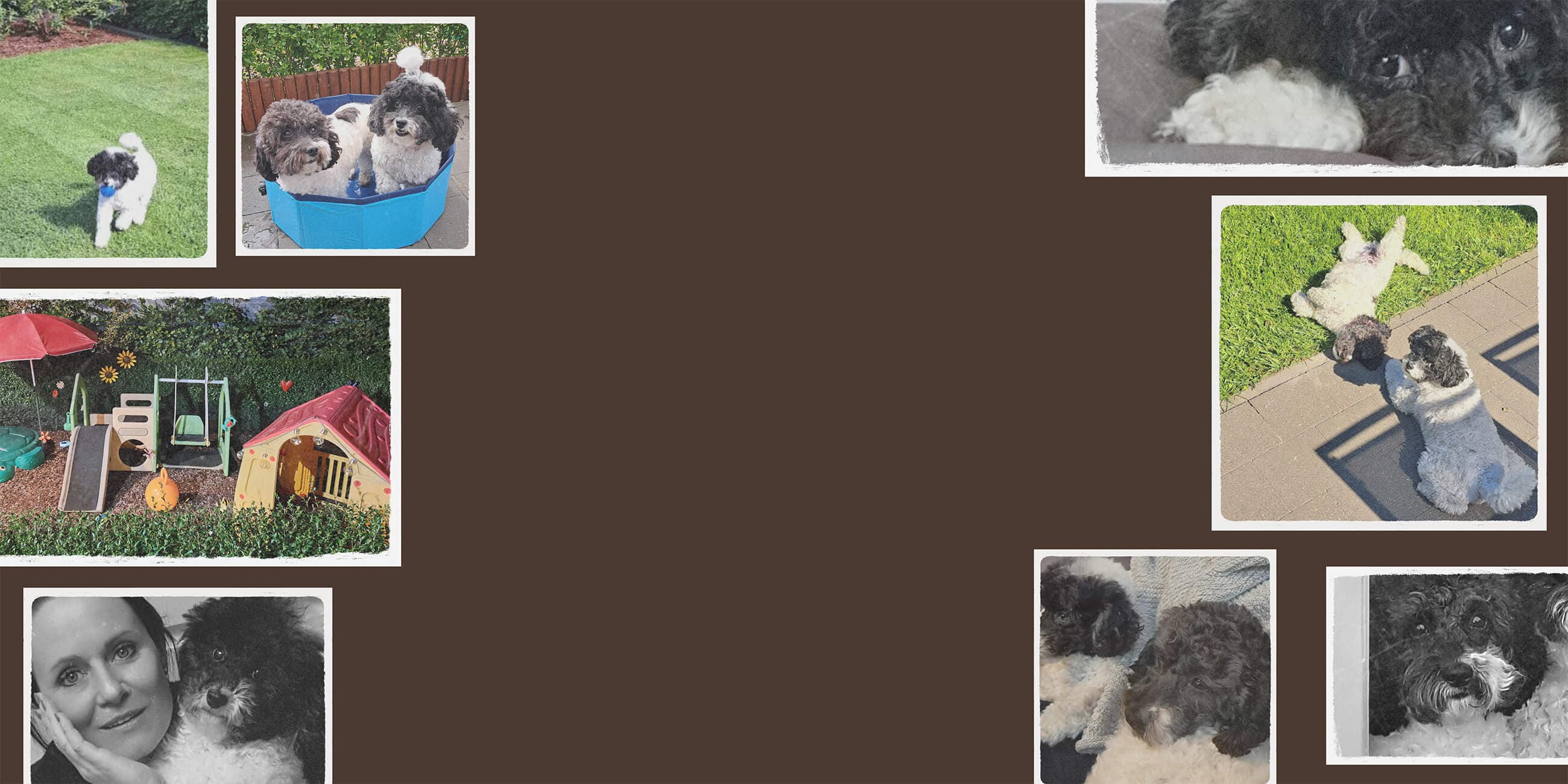 De hondenbloem omgeving