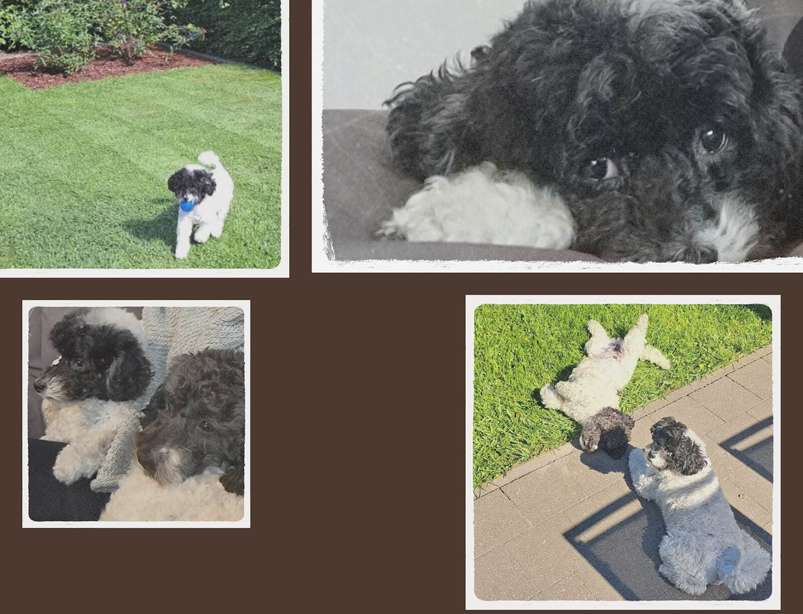 De hoendenbloem omgeving